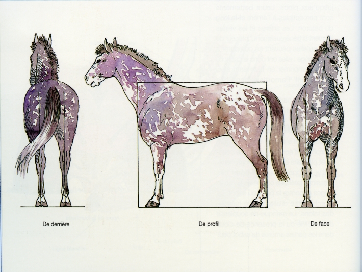 aplomb cheval_parage cheval_soins sabots