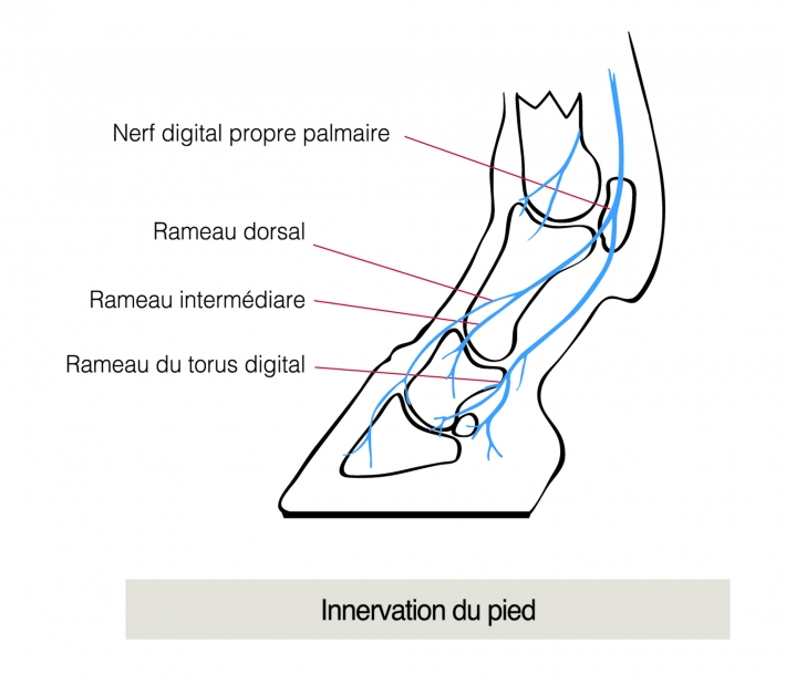 anatomie pied cheval_anatomie sabot cheval