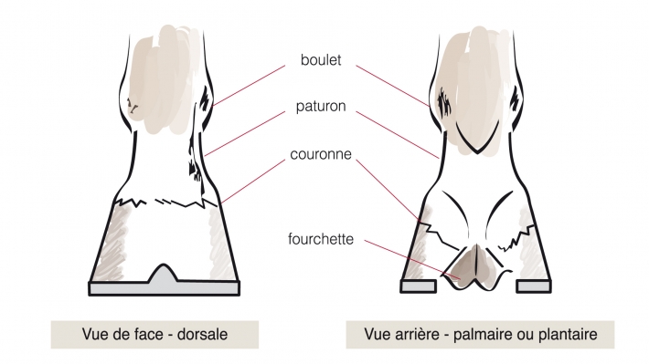 anatomie pied cheval_anatomie sabot cheval