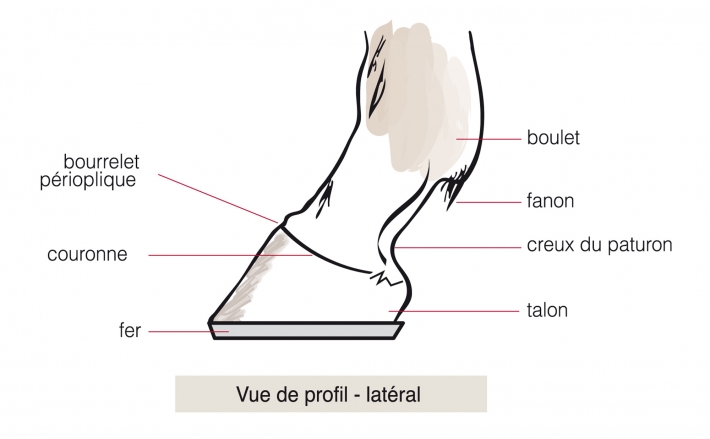 anatomie sabot cheval_anatomie du sabot du cheval 