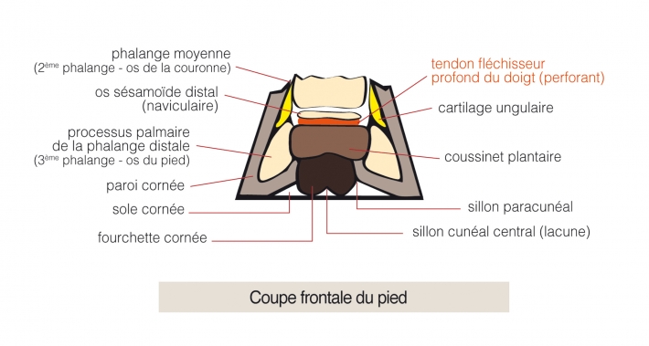 sabot du cheval_anatomie pied cheval