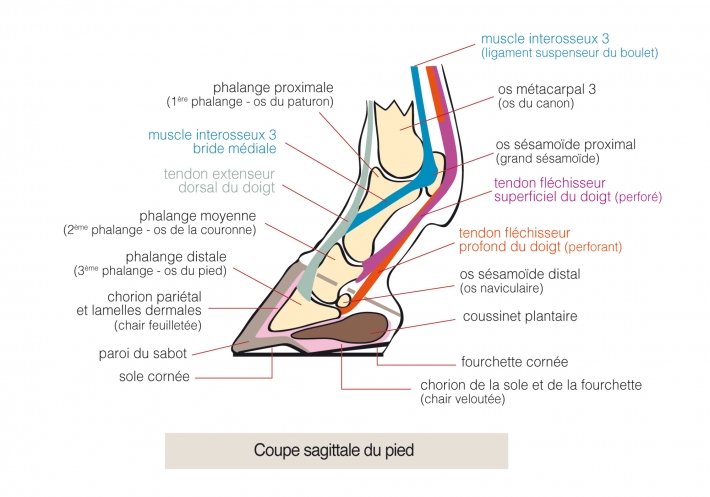 anatomie pied cheval_anatomie sabot cheval