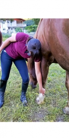 comment curer les pieds d un cheval_manipulations des pieds