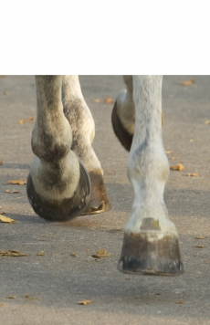 sabot du cheval_pied du cheval anatomie-sabot cheval