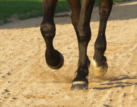 Les parties du sabot du cheval - Petit Galop