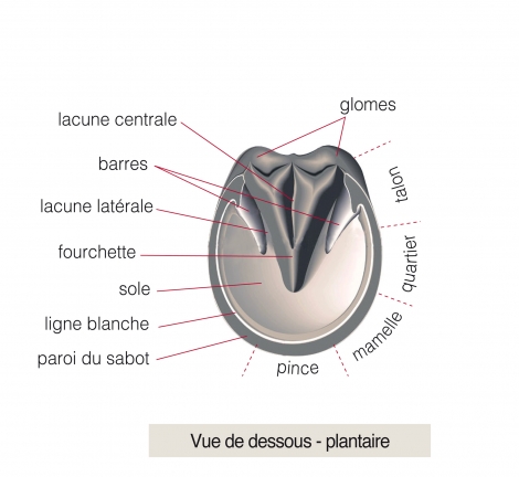 sole cheval_pied cheval_anatomie pied cheval