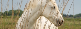 produit naturel cheval_cheval au naturel-sabot cheval-bio cheval